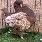 ( تم البيع ) جوز كنق ارجنت