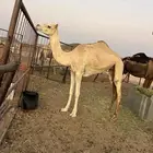 ذلول