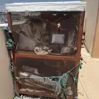 شبك