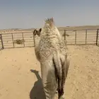 حاشي قعود