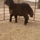 ذبايح