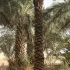 للبيع نخل مكرب جاهز