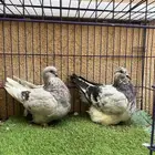 (تم البيع ) جوز فرش