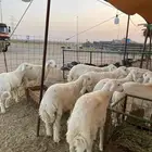 ذبايح حرية طليان و رخال حري جدة بريمان طريق هدى الشام
