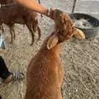 طليان سواكن تربيه باسعار جدا مناسبه