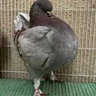 (تم البيع ) جوز كنق فاخر