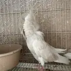 (تم البيع ) جاكوبين