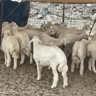 ذبايح رخال وطليان وتيوس نظيفه درجه اولى