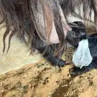 عنز متبع بحفره