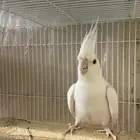 كروان البينو (( تم البيع ))