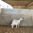 حريه معها رخل