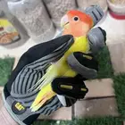 روز اوبلاين رد فيس