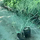 شتلات اليسر واللوز الهندي