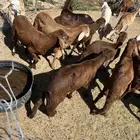 سواكني وحري مع السلخ والتوصيل اضاحي