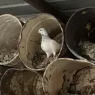 حمام هندي