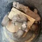 وبران مواليد مناسبه ل التوليف