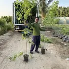 اشجار شتلات كميات باقل الاسعار البيع فقط للكميات