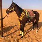 خيل وجمال لتغطية المهرجانات أنحاء المملكة