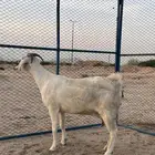 عنز بيشيه دافع