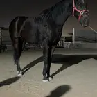 تاجير خيل بالساعه
