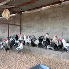 ديوك بلدي طيبات مذبوح