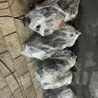 جير ايسوزو دينا 5 غيار و 7 غيار مستورد شد بلد