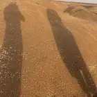 قمح طيب ونظيف لاصحاب المطاحن