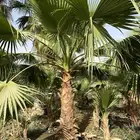 تركيب شبك وزراعه نخيل شبك نخل