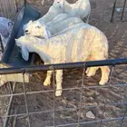 بهم حري