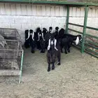 ذبائح طيبه