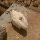 سمان فري لاحم بالخرج