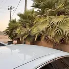 نخل