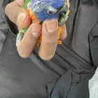 فرخ لوري ردكولارد ( تم البيع )