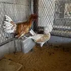 دجاج بولش كريمي