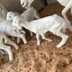 ضانه متبع حريه