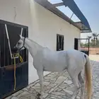 للبيع حصان واهو