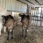بقره المانيه