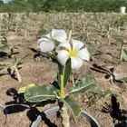 مشاتل التكامل الخضراء لجميع انوا الاشجار 0533351329