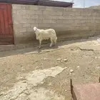 خروف فحل صنف