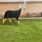 اضاحي نجد طيبات بالحيل