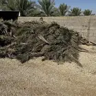 عسيب نخل رطب و يابس