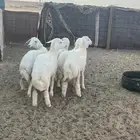 رخال مقنوي