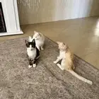 قطط للتبني