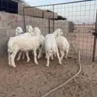 خرفان حريات عمر 3 شهور
