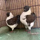 (تم البيع ) جوزكنق قازي