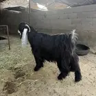 تيس عارضي صنف