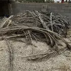 سعف نخل