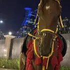 تأجير سيسي بوني خيل