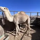 حاشي