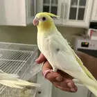كروان باستل فيس